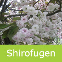Bare Root Shirofugen Japanese Flowering Cherry Tree, FAST GROWING + LATE & LONG FLOWERING + AWARD **FREE UK MAINLAND DELIVERY + FREE 100% TREE WARRANTY**